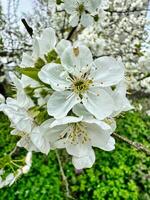 klunga av vit blommor på träd foto