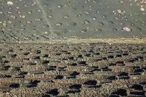 vingårdar i la geria, lanzarote, kanariefågel öar, Spanien. foto