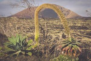 vulkanisk landskap med kaktusar, lanzarote ö, Spanien foto