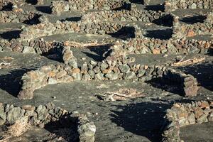 vingårdar i la geria, lanzarote, kanariefågel öar, Spanien. foto