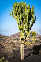 vulkanisk landskap med kaktusar, lanzarote ö, Spanien foto