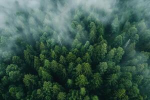 ai genererad antenn se av nordic skog i dimma. natur landskap foto