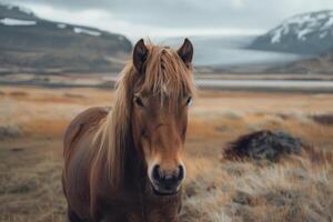ai genererad porträtt av ett isländsk häst i fält foto