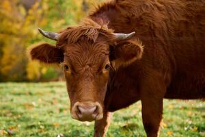 brun ko betning på fält med grön gräs foto
