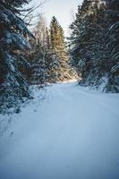 stängd väg i skogen på grund av kraftig snö
