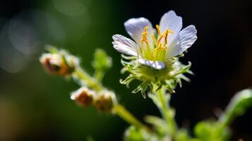 ai genererad hyper zoom makro skott av en mycket liten vild blomma i blomma. generativ ai foto