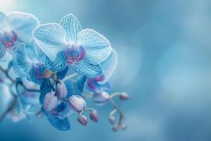 ai genererad en delikat gren av blå orkidéer mot en mjuk, blå och vit bakgrund, fångande de skönhet av tropisk flora foto