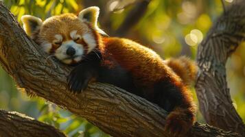 röd panda sovande på en träd gren foto
