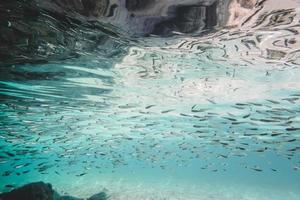 stim av små sardinafiskar med stora ögon foto