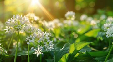 medicinsk örter växter. stänga upp av blomning vild vitlök. allium ursinum i skog eller trädgård i vår. foto