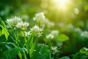 medicinsk örter växter. stänga upp av blomning vild vitlök. allium ursinum i skog eller trädgård i vår. foto