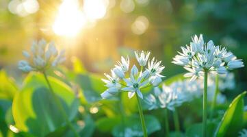 medicinsk örter växter. stänga upp av blomning vild vitlök. allium ursinum i skog eller trädgård i vår. foto