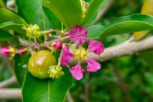 barbados eller acerola körsbär blomma foto