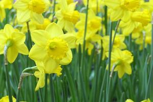 blommande påskliljor eller gul narciss blommar i en vår trädgård foto