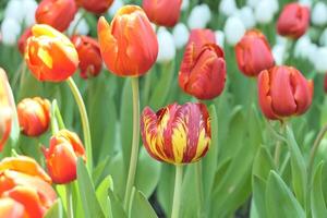 tulpaner blomma skön i trädgård växt foto