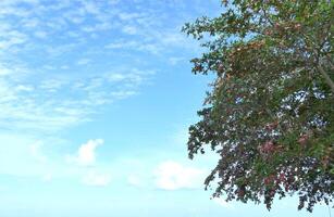 grön löv träd och ljus blå himmel bakgrund foto