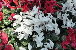 färgrik cyklamen persicum blommor olika Färg med grön leafs foto