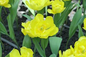 tulpaner blomma skön i trädgård växt foto