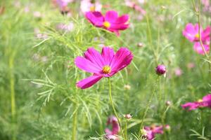 fält av färgrik kosmos blommor foto