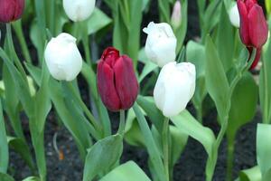 tulpaner blomma skön i trädgård växt foto