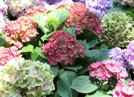 färgrik hortensia buskar blomma bakgrund foto