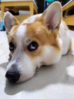 söt pembroke welsh corgi sida öga, förtjusande ansikte uttryck foto