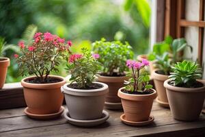 populär inlagd växter i en terrakotta pott på de fönster tröskel av de hus fönster, balkong, saftig, begonia, blomning, ficus. foto