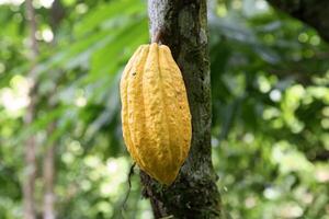 kakao skörda i belem do para, Brasilien foto
