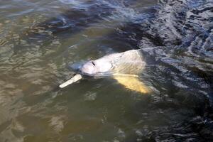 grå delfin, vänlig däggdjur den där existerar i kvantitet i de tocantiner flod i belem do para, Brasilien foto