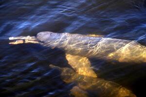 grå delfin, vänlig däggdjur den där existerar i kvantitet i de tocantiner flod i belem do para, Brasilien foto