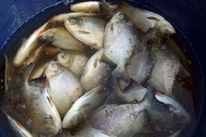 leva fisk såld på en rättvis i mocajuba, belem do para foto