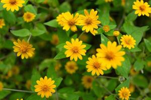 bild skön trädgård scen med ljus liten gul stjärna blommor i full blomma omgiven förbi frodig grön löv. foto