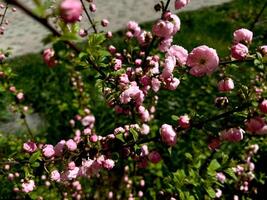 bulgarian reste sig buske blomning. damascena rosenbuske blommor blomma, te reste sig. foto