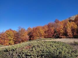 färgrik träd i höst, galicica nationell parkera, macedonia foto