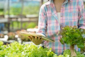 organisk jordbruk, sallad odla. jordbrukare kontrollera igen kvalitet spela in på Ansökan på läsplatta. hydroponik vegetabiliska växa naturligtvis. växthus trädgård, ekologisk biologisk, friska, vegetarian, ekologi foto