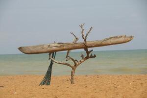 kanot i en träd på de strand av stor popo foto
