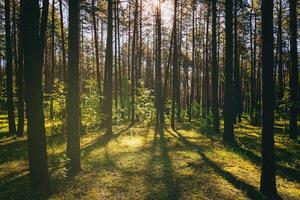 solnedgång eller gryning i en tall skog med liljor av de dal. de Sol bland de trunkar av tallar. estetik av årgång filma. foto