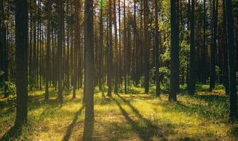 solnedgång eller gryning i en tall skog i vår eller tidigt sommar. estetik av årgång filma. foto