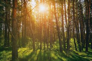 solnedgång eller gryning i en tall skog i vår eller tidigt sommar. estetik av årgång filma. foto