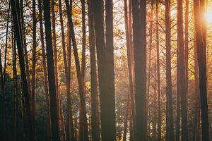 solstrålar belysande de trunkar av tall träd på solnedgång eller soluppgång i ett tidigt vinter- tall skog. estetik av årgång filma. foto