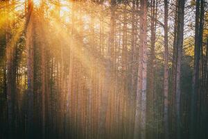 solstrålar belysande de trunkar av tall träd på solnedgång eller soluppgång i ett tidigt vinter- tall skog. estetik av årgång filma. foto