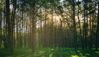 solnedgång eller gryning i en tall skog i vår eller tidigt sommar. estetik av årgång filma. foto