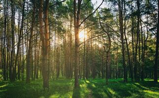 solnedgång eller gryning i en tall skog i vår eller tidigt sommar. estetik av årgång filma. foto