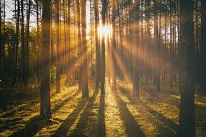 solstrålar belysande de trunkar av tall träd på solnedgång eller soluppgång i ett höst tall skog. estetik av årgång filma. foto