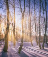 solnedgång eller soluppgång i en björk lund med vinter- snö. rader av björk trunkar med de solens strålar. årgång kamera filma estetisk. foto