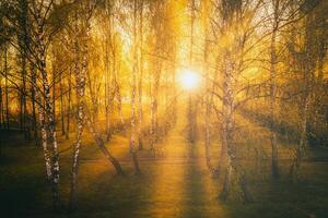 solnedgång eller soluppgång i en vår björk skog med ljus ung lövverk lysande i de strålar av de Sol. årgång filma estetisk. foto