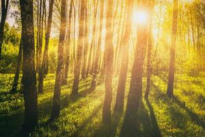 solnedgång eller soluppgång i en vår björk skog med ljus ung lövverk lysande i de strålar av de Sol. årgång filma estetisk. foto