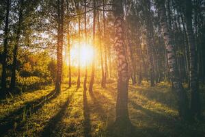 solnedgång eller soluppgång i en vår björk skog med ljus ung lövverk lysande i de strålar av de Sol. årgång filma estetisk. foto