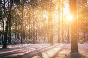 solnedgång eller soluppgång i de vinter- tall skog täckt med en snö. rader av tall trunkar med de solens strålar. årgång filma estetisk. foto