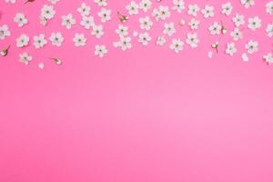 körsbär blommor på de rosa bakgrund. vår bakgrund. foto